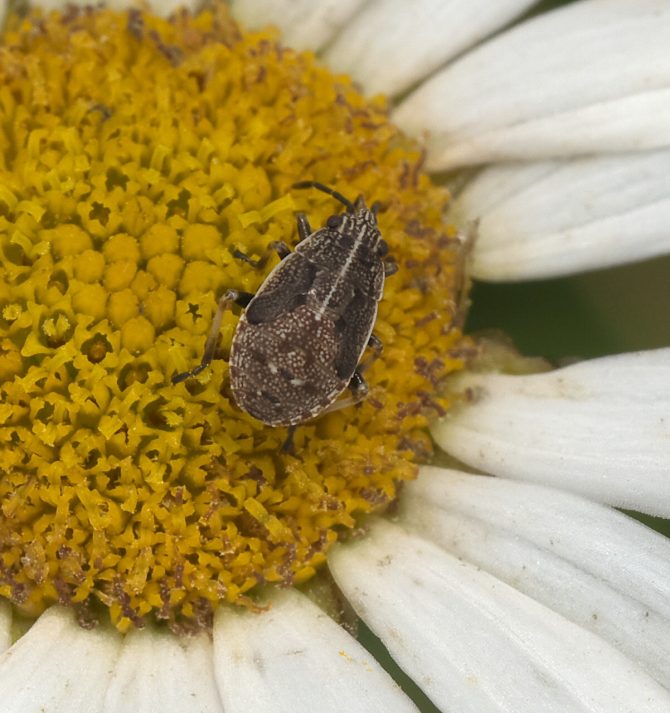 False Chinch (or Cinch) Bugs Pima County Public Library