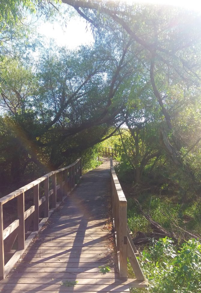 A Southern AZ Treasure The Buenos Aires National Wildlife Refuge   20170917 163017 670x976 