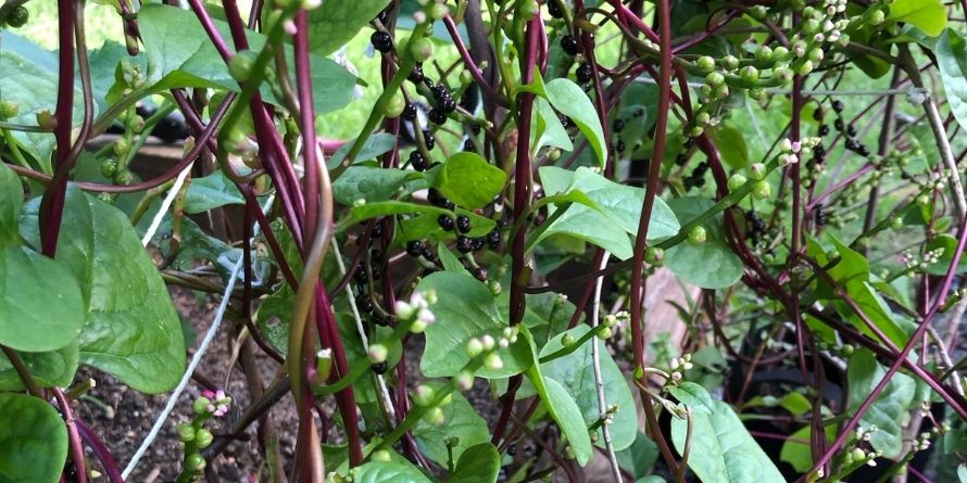 Malabar Red Stem, Spinach Seeds