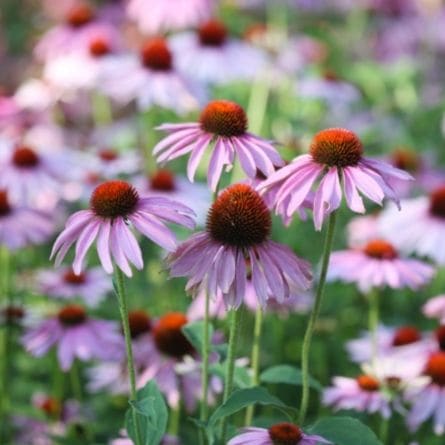 Now Sowing: Coneflower (September–December) | Pima County Public Library